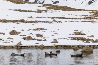 Group of harbour seals (Phoca vitulina) lying on stones in the water, Mammals (Mammalia),