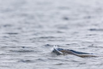 Harbour seal (Phoca vitulina) swimming in the water, Mammals (Mammalia), Spitsbergen, Svalbard