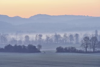 Meadows and trees in the early morning mist in the light of dawn, Reusstal, Aristau, Freiamt,