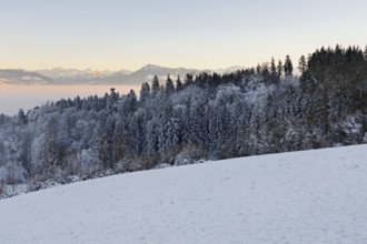 Freshly snow-covered forest, behind the Alps with Rigi, Horben, Freiamt, Canton Aargau, Switzerland