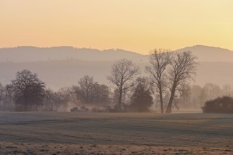 Meadows and trees in the early morning mist in the light of the rising sun, Reusstal, Aristau,