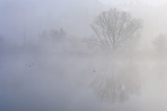 Trees in the fog are reflected in the Flachsee, Reusstal nature reserve, Freiamt, Canton Aargau,