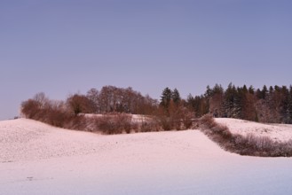 Hedge in snow-covered landscape, Hohenrain, Seetal, Canton Lucerne, Switzerland
