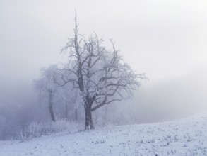 Shrubs and trees in hoarfrost and fog, Horben, Lindenberg, Freiamt, Canton Aargau, Switzerland