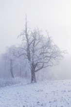 Shrubs and trees in hoarfrost and fog, Horben, Lindenberg, Freiamt, Canton Aargau, Switzerland