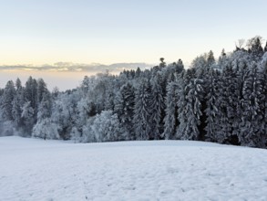 Freshly snow-covered forest, behind the Alps, Horben, Freiamt, Canton Aargau, Switzerland