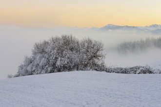 Hedge in a freshly snow-covered landscape, behind the Rigi shrouded in mist, Horben, Freiamt,