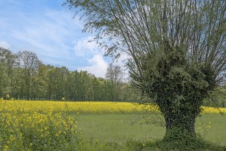 A tree stands in a blooming field of yellow flowers under a blue sky, Münsterland, North