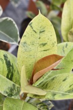 Ficus elastica 'Shivereana Moonshine' houseplant with variegated pale green leaves