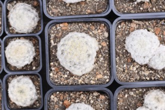 Top view of many small 'Mammillaria Plumosa' feather cactus plants