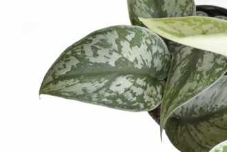 Leaf of exotic 'Scindapsus Pictus Exotica' or 'Satin Pothos' houseplant with velvet texture and