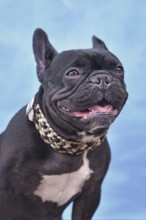 Panting black French Bulldog dog with woven paracord collar in front of blue background