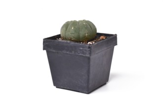 Side view of small 'Matucana Madisoniorum' cactus plant in flower pot on white background