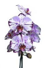 Close up of two colored purple and white flowers of 'Phalaenopsis Magic Art' orchid on white