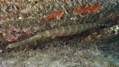Elongated fish with camouflage optics, Atlantic cornetfish (Aulostomus strigosus), nestling against