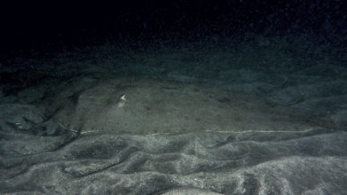 A camouflaged butterfly ray (Gymnura altavela) lies on the sandy seabed at night. Dive site Playa,