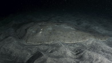 A butterfly ray (Gymnura altavela) on the sandy seabed at night, barely visible due to camouflage.