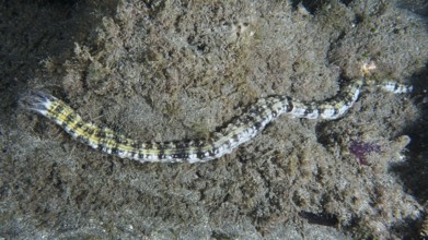 A snake sea cucumber (Euapta lappa), sea cucumber, slithers across the sandy seabed. Dive site