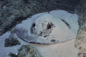 Large round stingray (Taeniura grabata), well camouflaged, resting on the sandy seabed, Los