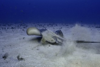 Round stingray (Taeniura grabata) stirring up sand as it moves across the seabed, Los Champignones