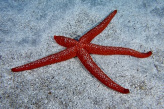 Red starfish (Echinaster sepositus) with five outstretched arms lying on a sandy bottom. Dive site