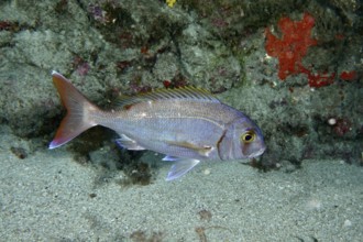 Silver fish with conspicuous tail, red seabream (Pagellus erythrinus), swimming in front of a rock,