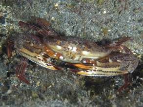 Large crab with patterned carapace, red swimming crab (Cronius ruber), lies on rocky seabed. Dive