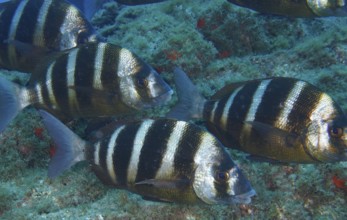 Shoal of striped fish, zebra bream (Diplodus cervinus cervinus), swimming close to the seabed, Los