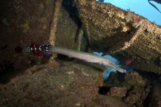 An Atlantic cornetfish (Aulostomus strigosus) swims near a shipwreck with rusty structures. Dive
