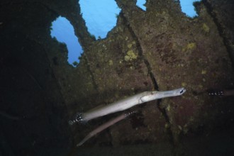 A slender fish, Atlantic cornetfish (Aulostomus strigosus), swims near an old shipwreck in azure
