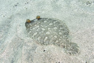 A flounder, wide-eyed turbot (Bothus podas maderensis) with a spotted pattern on the seabed. Dive
