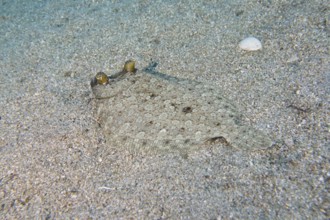 Wide-eyed turbot (Bothus podas maderensis), flounder, with protruding eyes, well camouflaged on the