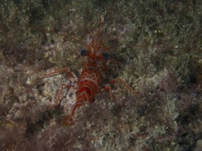 Red and white dancing shrimp (Cinetorhynchus rigens) on the seabed between algae. Dive site Playa,