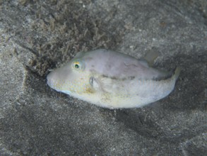 A pointed pufferfish (Canthigaster rostrata) on the sandy seabed at night. Dive site Playa, Los