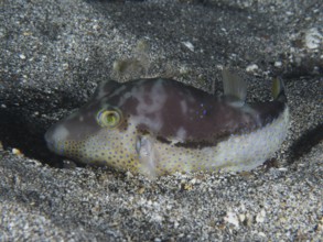 A pointed head pufferfish (Canthigaster rostrata) sits in the sandy area, conspicuous by its blue