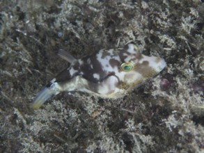 A camouflaged pointed pufferfish (Canthigaster rostrata), embedded in algae on the seabed, shows