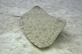A butterfly ray (Gymnura altavela) swims above the sandy seabed, beautiful pattern. Dive site Cueva