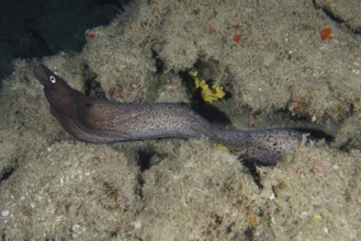 A Muraena augusti (Muraena augusti) meanders between algae-covered rock formations in the dark sea,