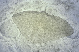 A butterfly ray (Gymnura altavela), perfectly camouflaged, lies on a sandy bottom in clear water.