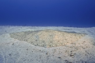 A butterfly ray (Gymnura altavela) rests peacefully on the sandy bottom in the blue water. Dive