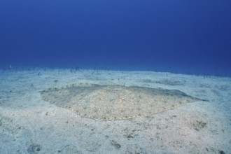 A butterfly ray (Gymnura altavela) on the seabed under clear blue water during the day. Dive site