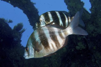 Two striped fish, zebra bream (Diplodus cervinus cervinus), swimming near a shipwreck in clear