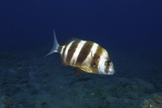 A striped fish, zebra bream (Diplodus cervinus cervinus), swims underwater in a calm blue