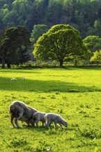 Sheep and farm in Lake District National Park, Coniston Water, Cumbria, England, United Kingdom