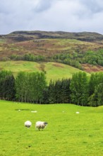 Sheeps on farms in West Highlands Farms, Scotland, UK