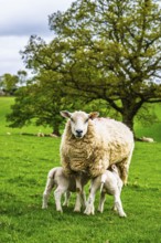 Sheeps, Pooley Bridge, Ullswater Lake, Lake District National Park, Cumbria, England, United