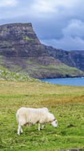 Sheeps on farms over Neist Point Lighthouse, Isle of Skye, Scotland, UK