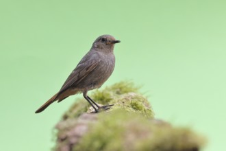 Black redstart (Phoenicurus ochruros), on a moss-covered tree stump in a garden, Wilnsdorf, North