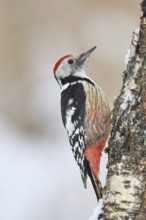 Middle spotted woodpecker (Dendrocopos medius) foraging on the trunk of a grey birch (Betula
