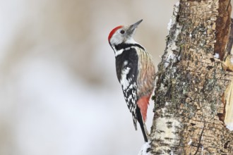 Middle spotted woodpecker (Dendrocopos medius) foraging on the trunk of a grey birch (Betula